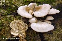 Lentinellus ursinus image