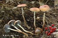 Leratiomyces squamosus image