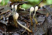 Media resource of Mitrula elegans