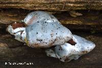 Polyporus caesiosimulans image