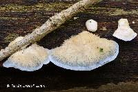 Postia livens image