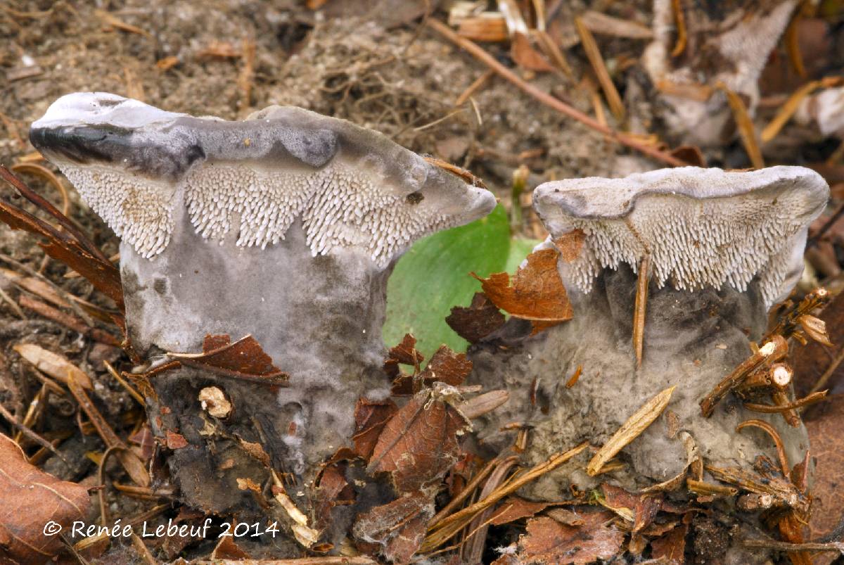 Phellodon niger var. niger image