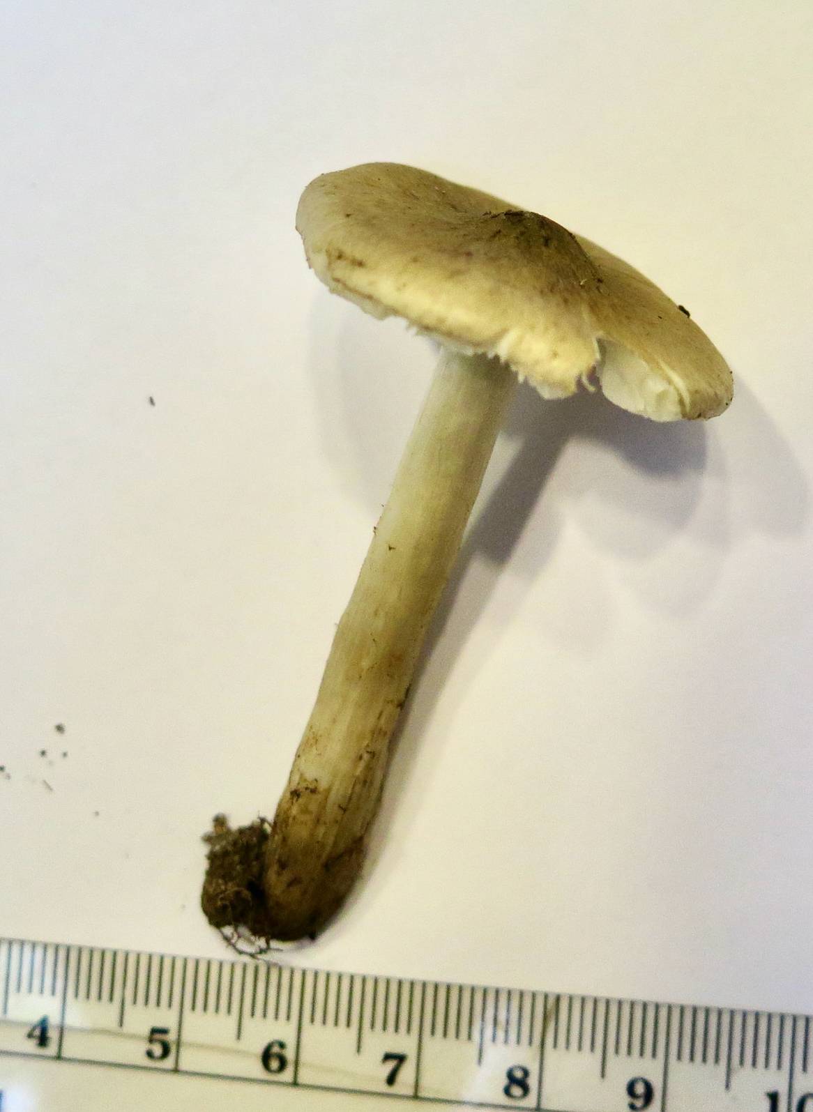 Tricholoma arvernense image