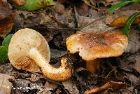 Tricholoma fulvimarginatum image