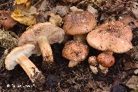 Tricholoma fulvimarginatum image