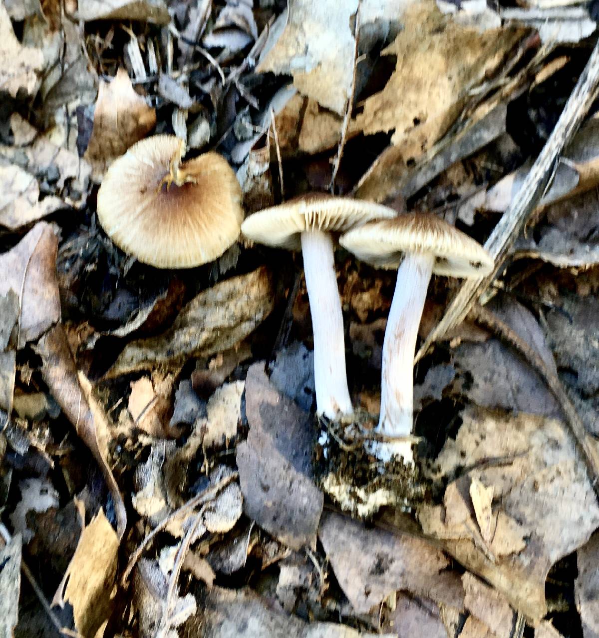 Inocybe plurabellae image