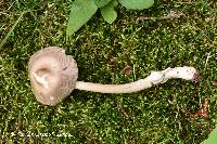 Media resource of Amanita coryli
