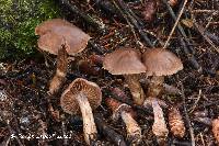Cortinarius fillionii image