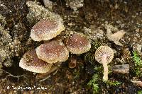 Lactarius fumosoides image