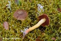 Cortinarius tinctorum image