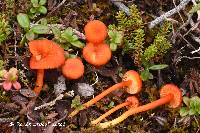 Hygrocybe coccineocrenata image