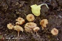 Image Associated With the Occurrence