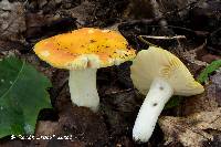 Russula xantho Russula xantho image