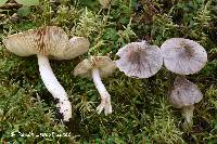 Tricholoma subacutum image