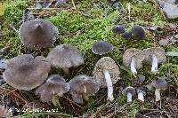 Tricholoma triste image