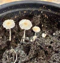 Media resource of Coprinellus curtus