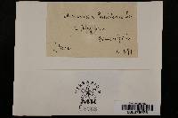 Microsphaera grossulariae image