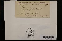 Microsphaera grossulariae image