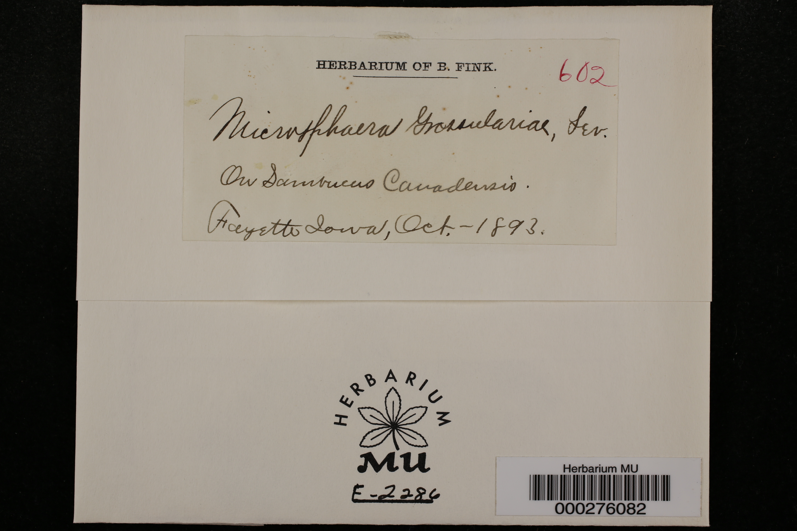 Microsphaera grossulariae