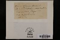 Microsphaera platani image