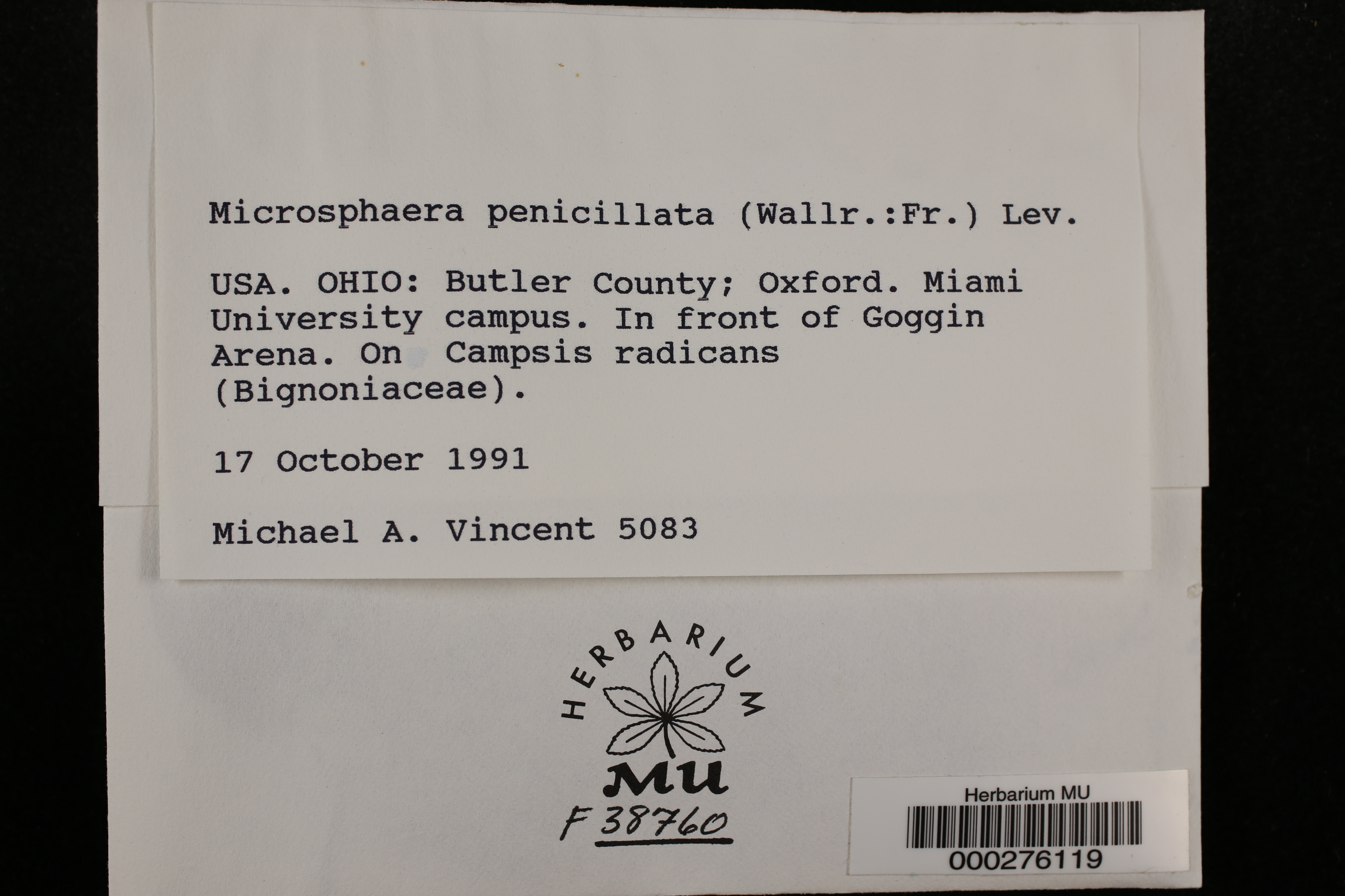Microsphaera penicillata