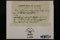 Microsphaera symphoricarpi image