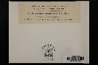 Microsphaera symphoricarpi image