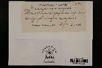 Microsphaera symphoricarpi image