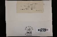 Valsa delicatula image