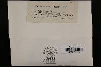 Jattaea cornina image