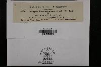 Uropyxis petalostemonis image