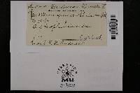 Uromyces scrophulariae image