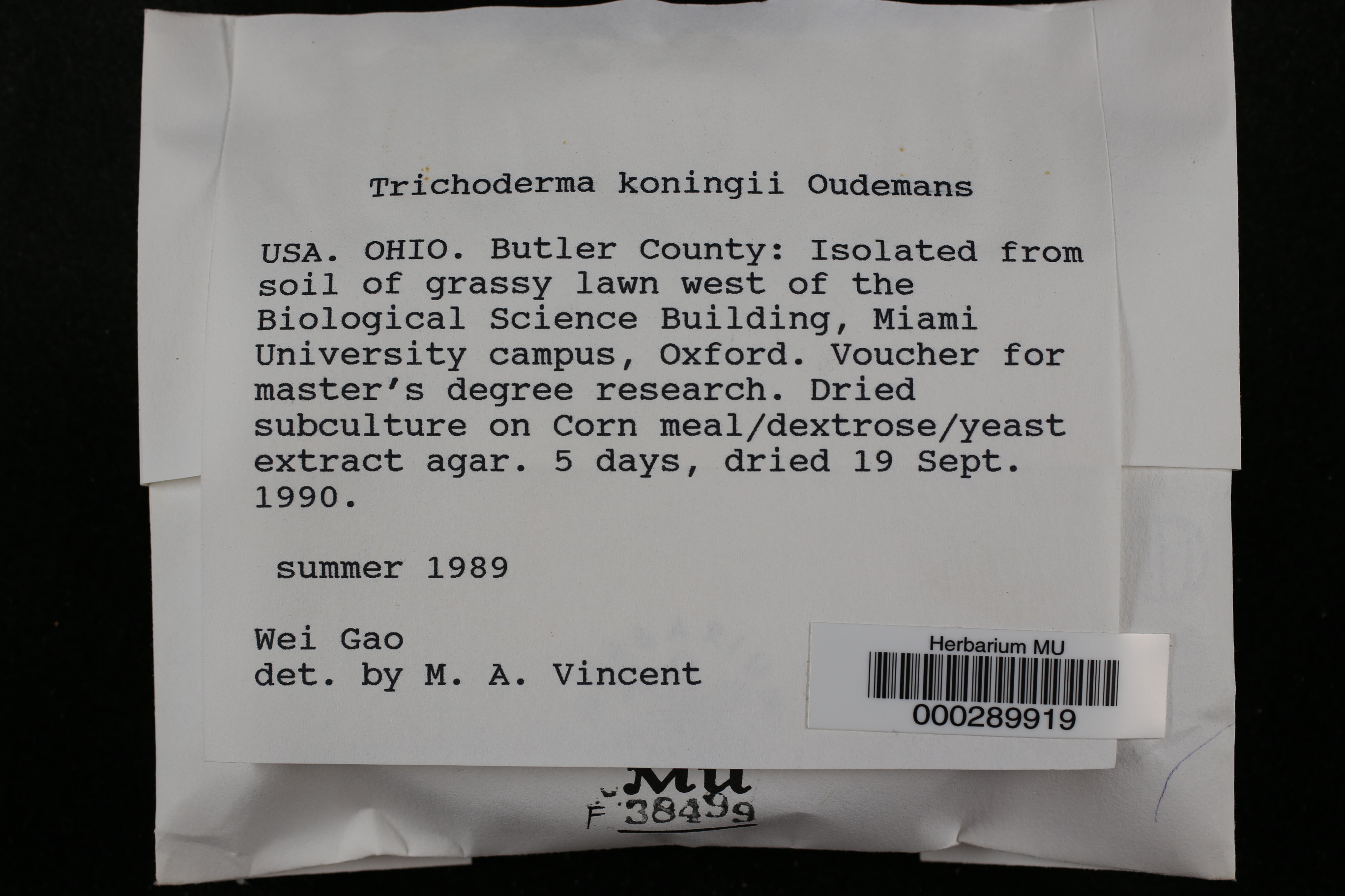 Trichoderma koningii