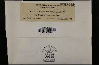 Ustilago bullata image