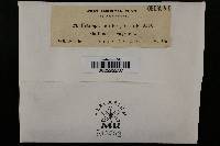 Thumbnail image of current specimen