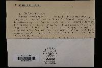 Ustilago segetum image