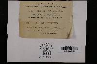 Ustilago segetum image