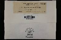 Tranzscheliella hypodytes image