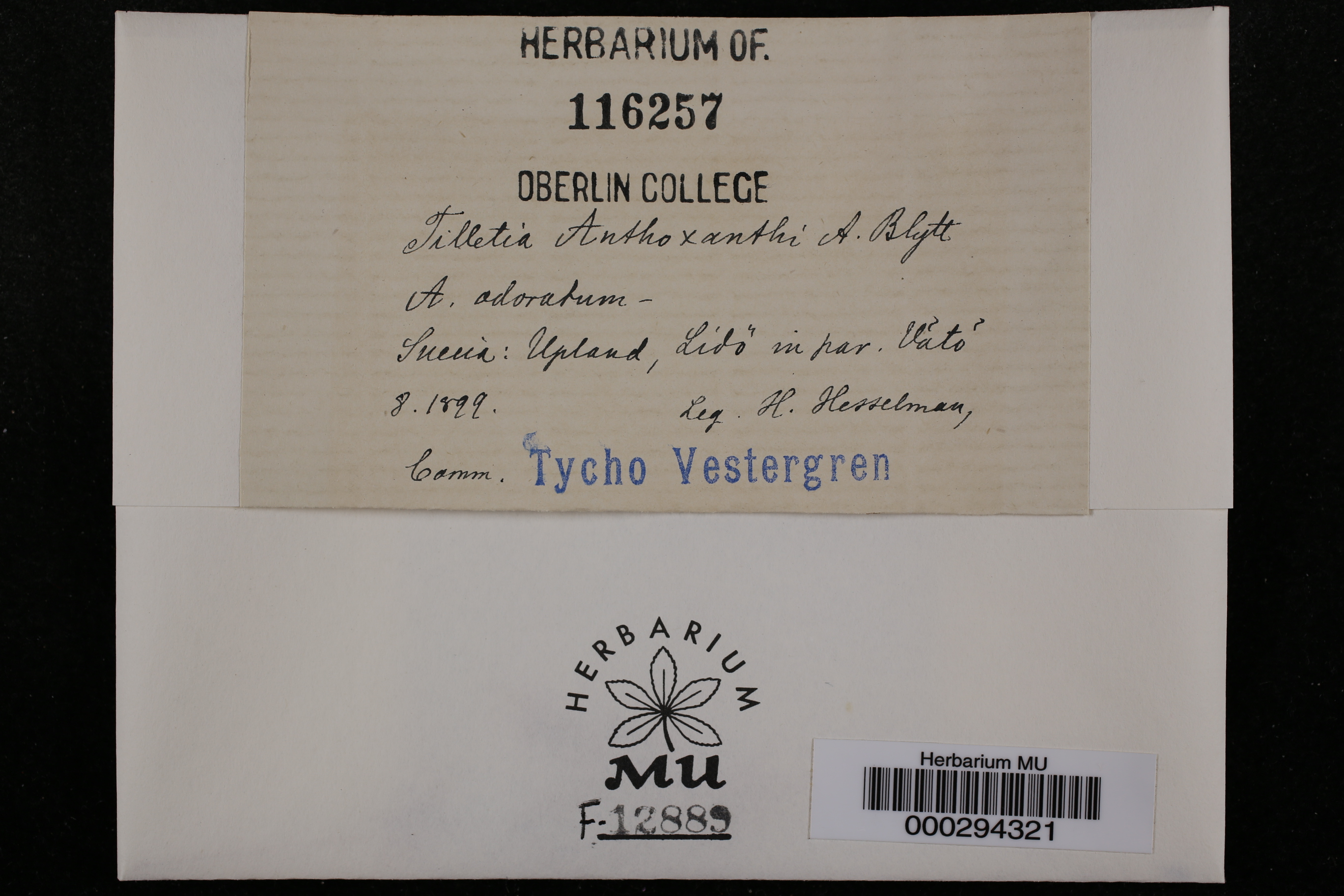 Tilletia anthoxanthi