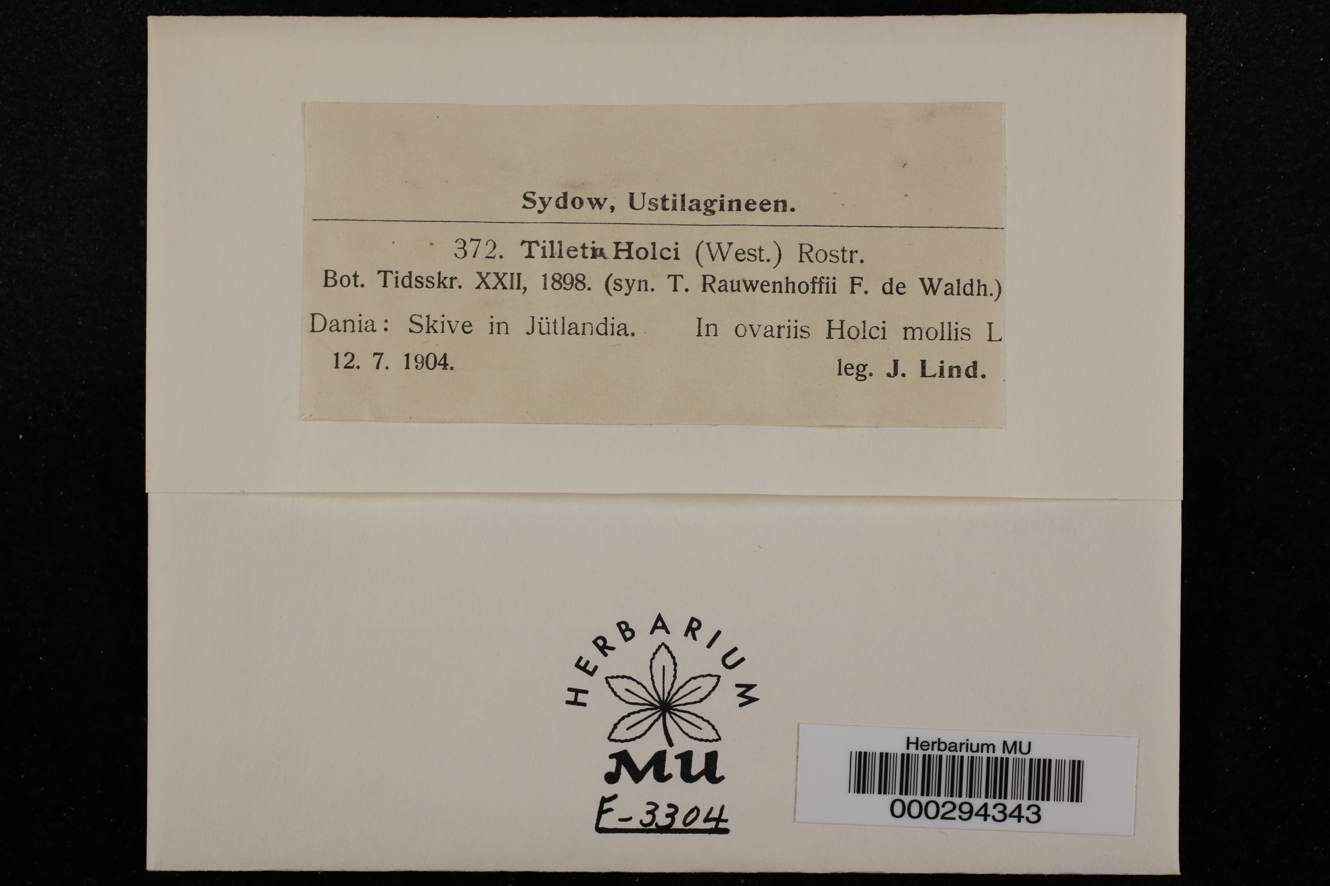 Tilletia holci