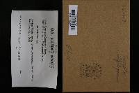 Syzygites megalocarpus image