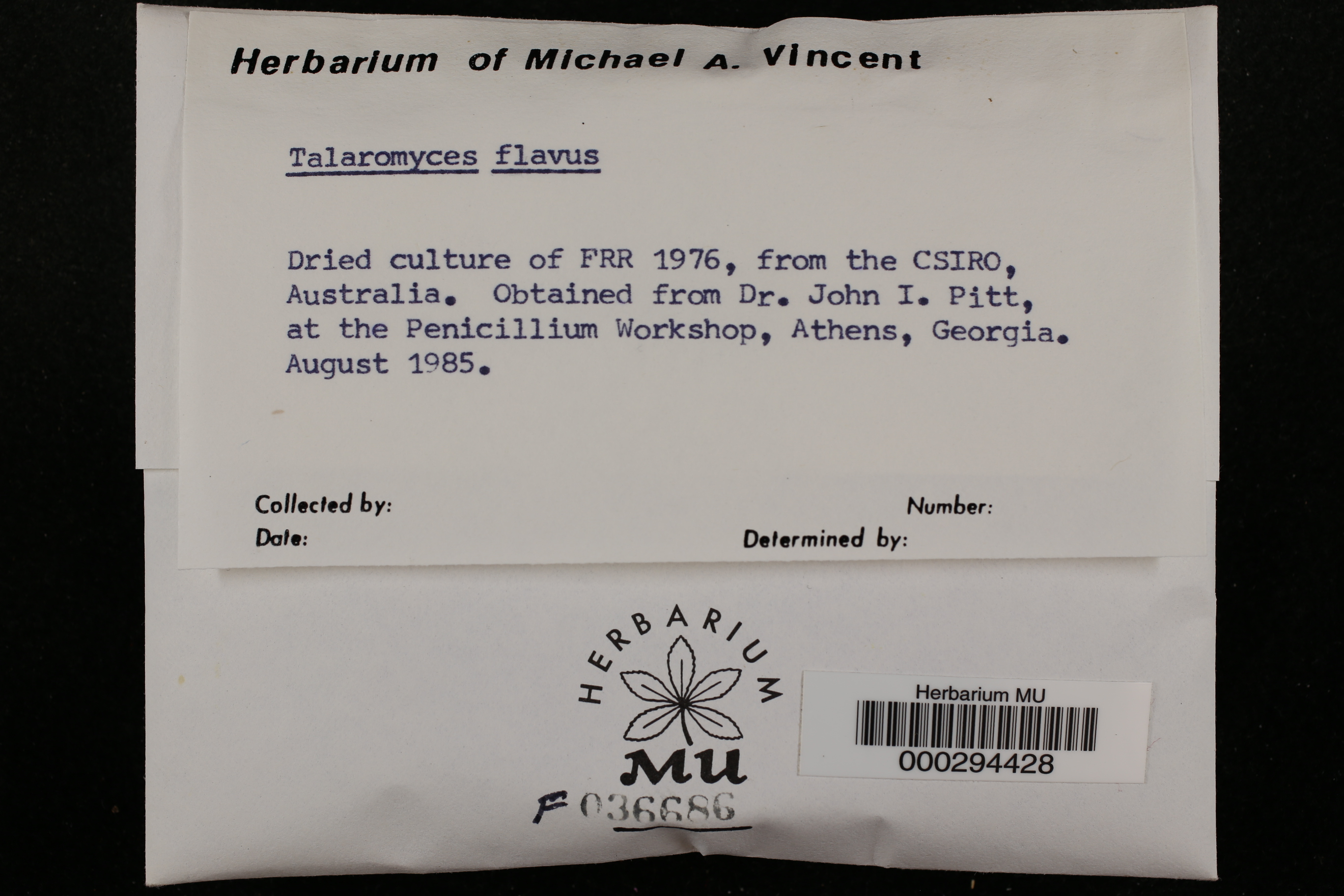 Talaromyces flavus
