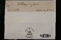 Ustilago segetum image