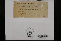 Ustilago segetum image