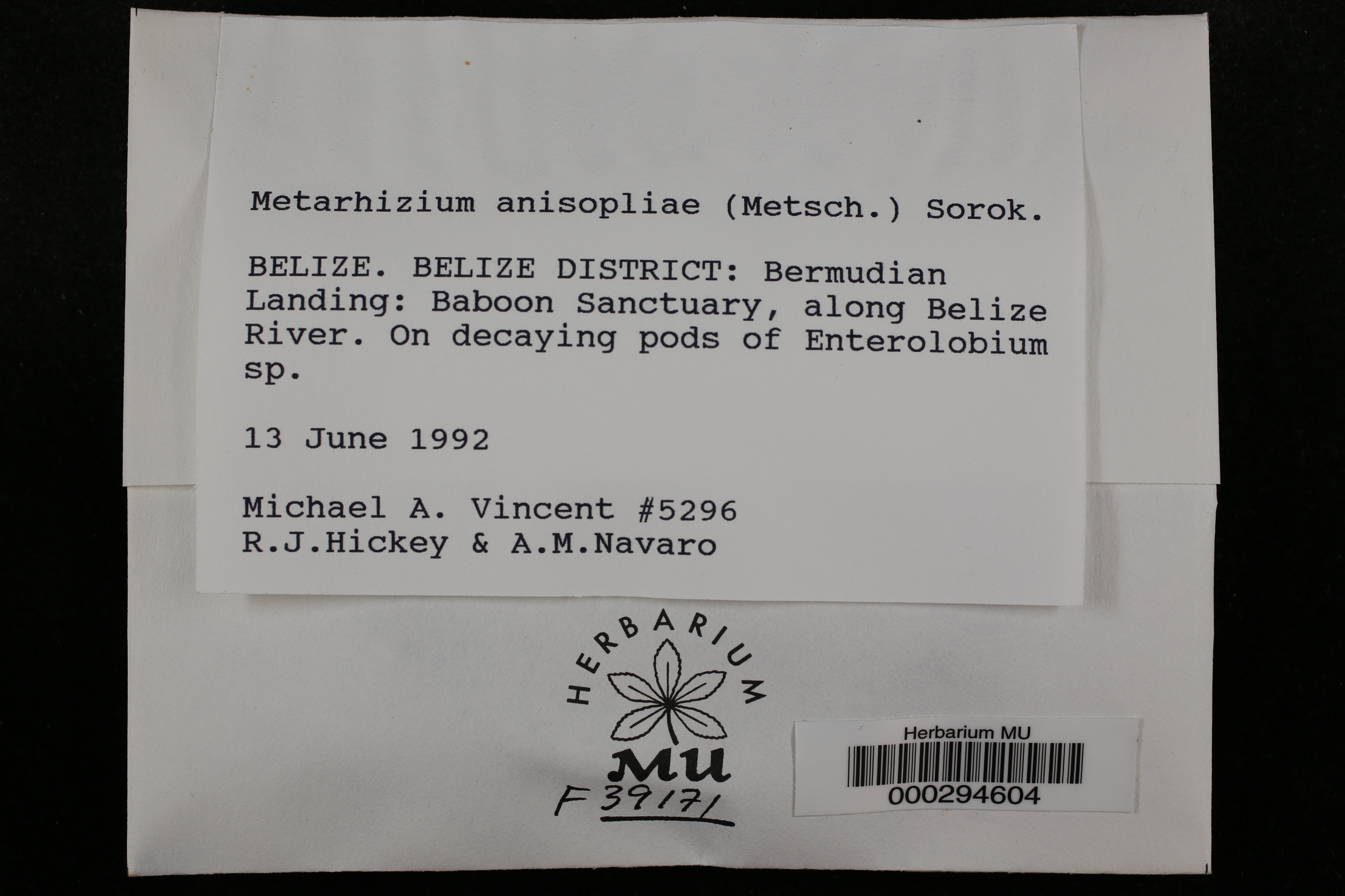 Metarhizium anisopliae thumbnail