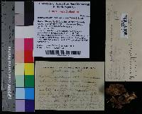 Tylopilus felleus image