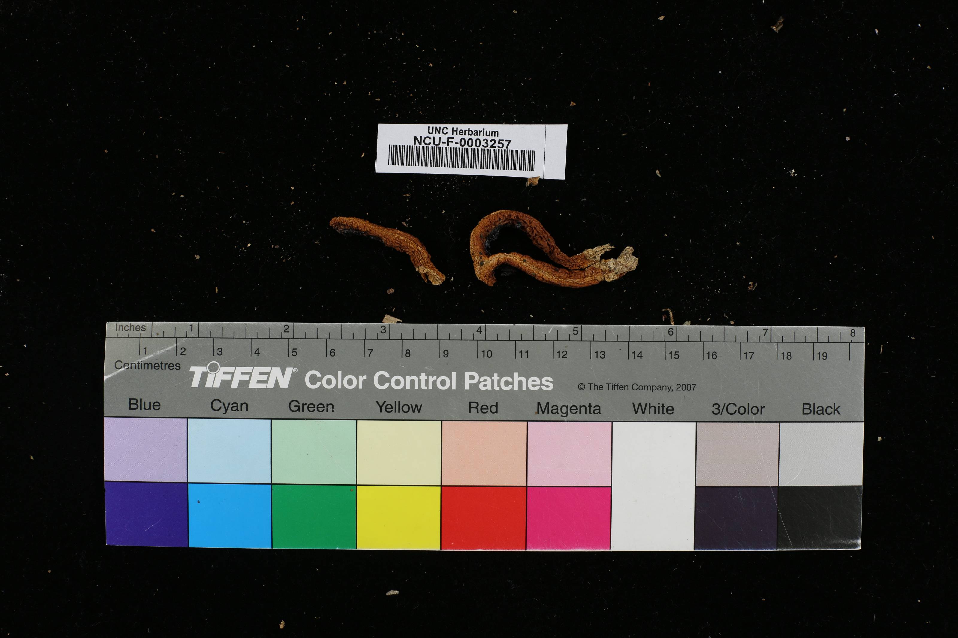 Clathrus columnatus thumbnail