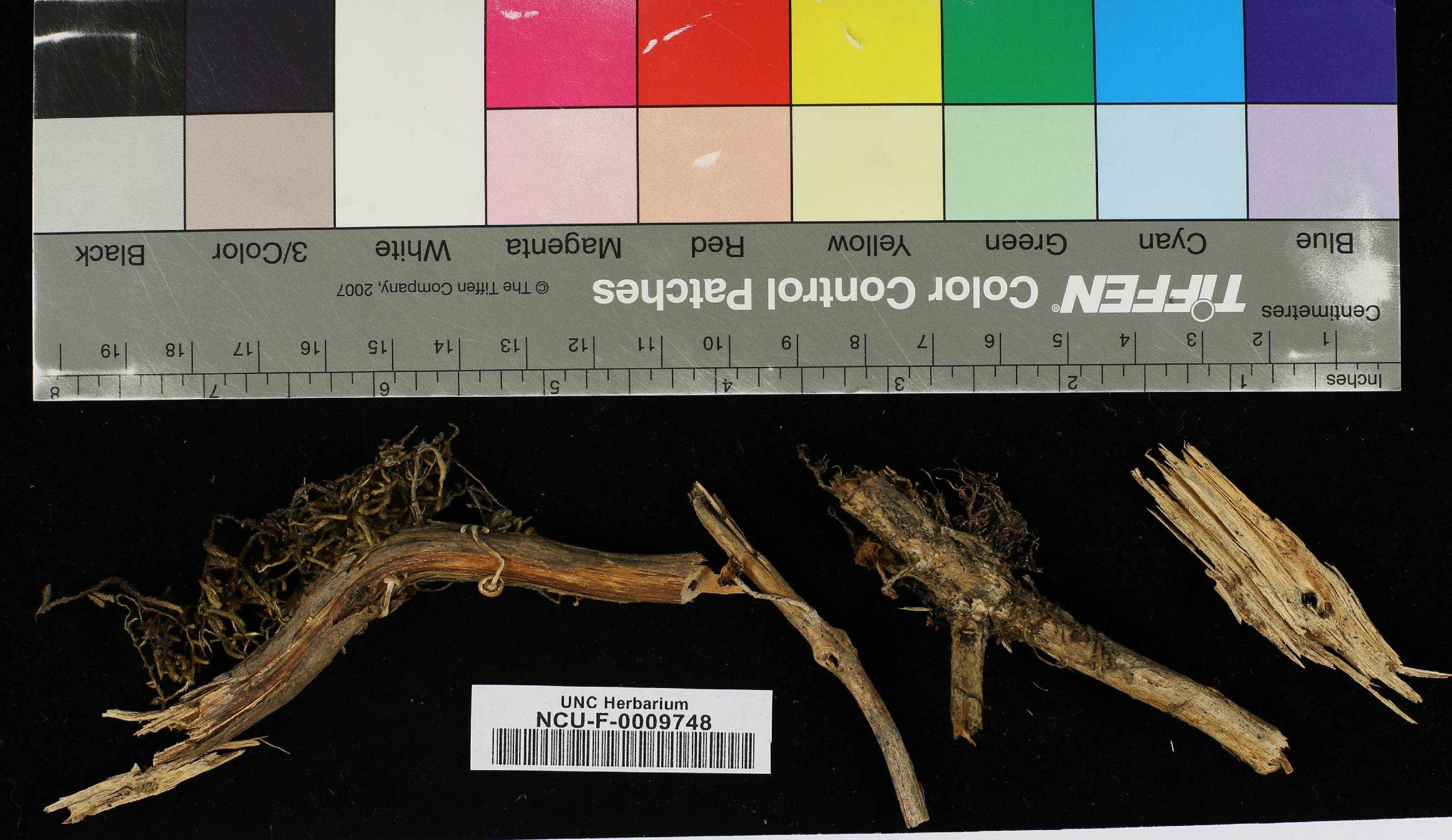 Psilocybe subviscida