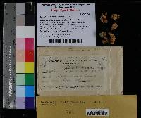 Thumbnail image of current specimen