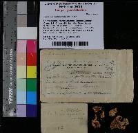 Thumbnail image of current specimen